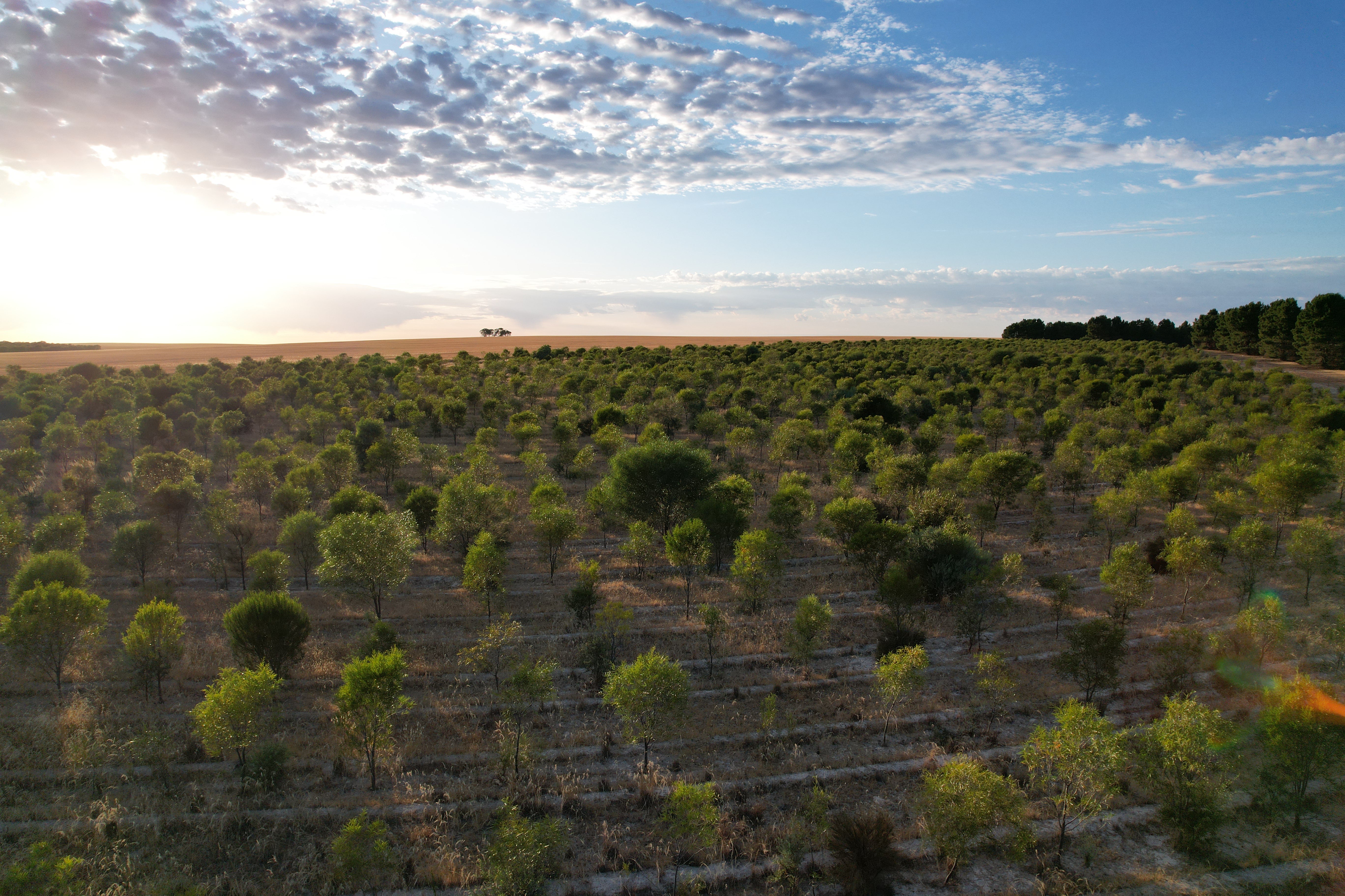 TREE BY TREE INITIATIVE: 2024 IMPACT UPDATE