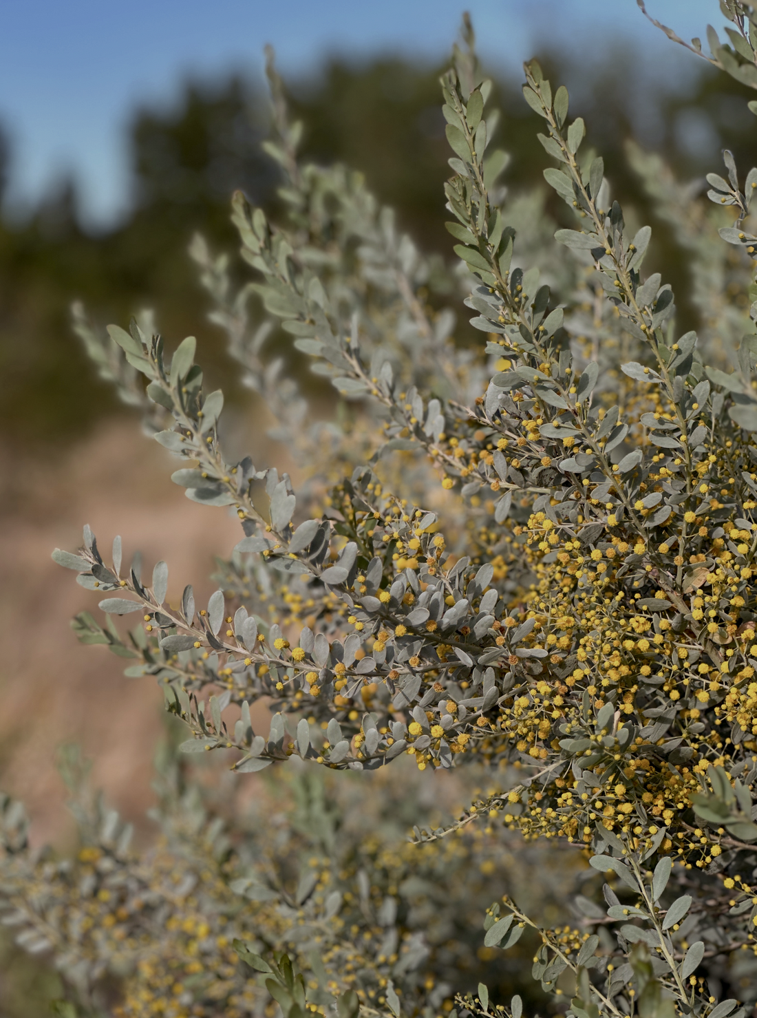 SUSTAINABILITY AT RUUSK: A COMMITMENT BEYOND THE JEWELLERY