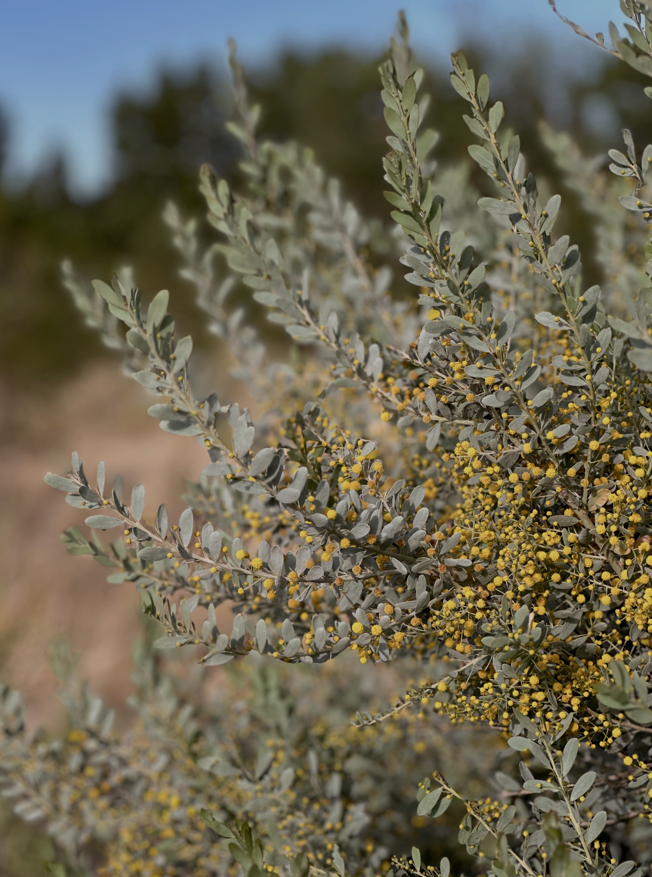 SUSTAINABILITY AT RUUSK: A COMMITMENT BEYOND THE JEWELLERY
